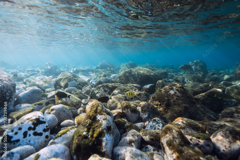 Obraz premium Underwater view with sea bottom, sun rays in blue water.