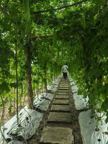 Pathway on agricultural