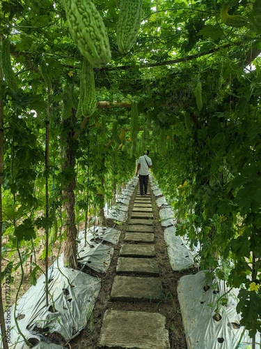 Pathway on agricultural