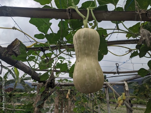 curcubita fruit on the tree
