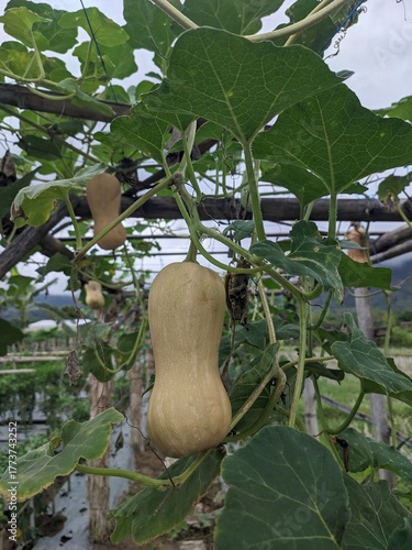 curcubita fruit on the tree