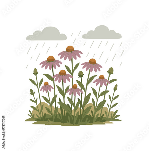 rainy coneflower field natural growth and seasonal landscape flat vector illustration style isolated on white background