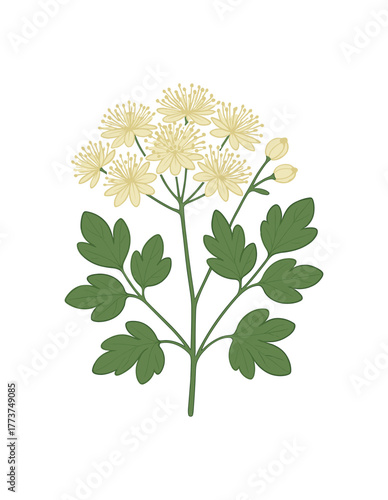meadow rue macro illustration nature details and botanical diversity flat vector illustration style isolated on white background