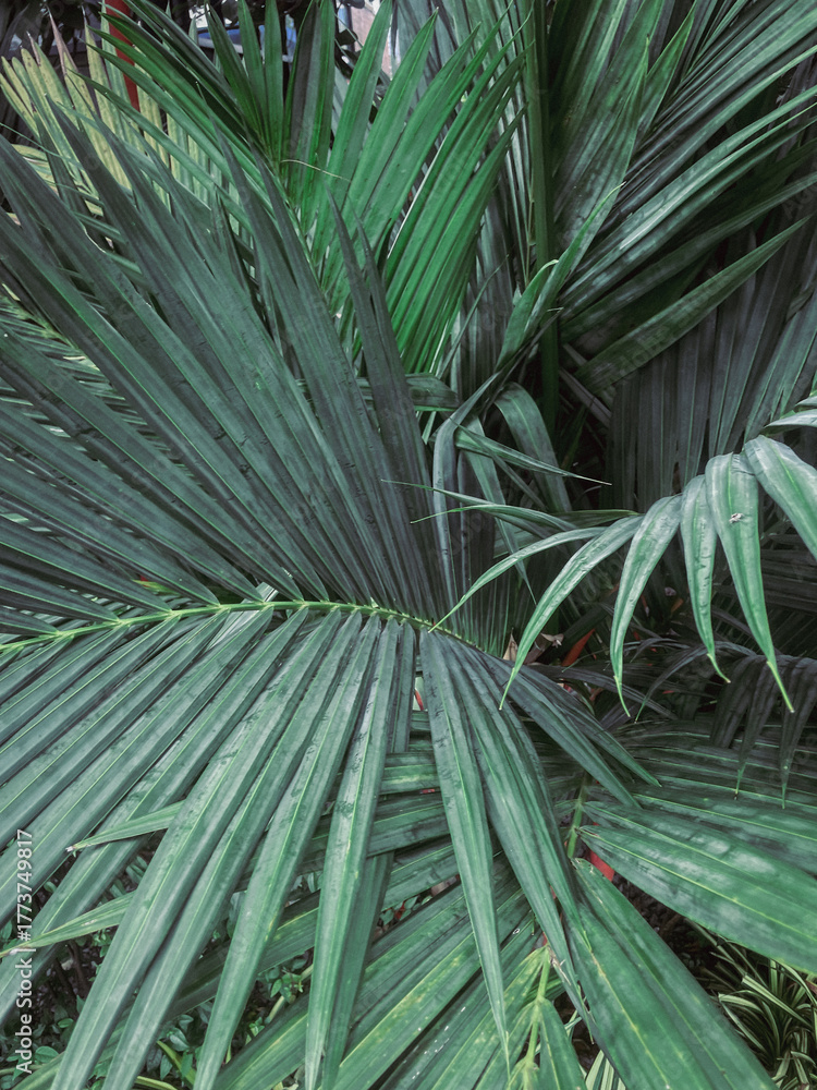Fototapeta premium Tropical palm leaf close up background