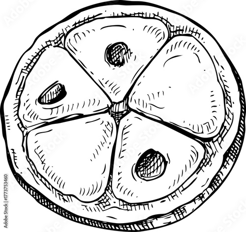 Cupuacu - tropical plant sketch. Super fruit hand drawn vector illustration. Amazonian food drawing. NOT AI generated