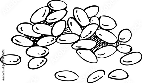 Finger lime - citrus plant sketch. Super fruit hand drawn vector illustration. Healthy food drawings. NOT AI generated