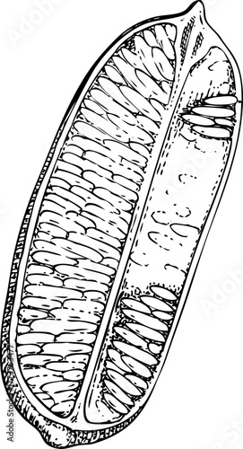 Finger lime - citrus plant sketch. Super fruit hand drawn vector illustration. Healthy food drawings. NOT AI generated