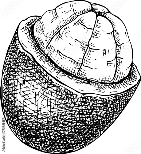 Cupuacu - tropical plant sketch. Super fruit hand drawn vector illustration. Amazonian food drawing. NOT AI generated