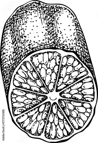 Finger lime - citrus plant sketch. Super fruit hand drawn vector illustration. Healthy food drawings. NOT AI generated