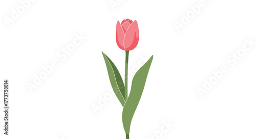 A charming pink tulip with lush green leaves makes for a lovely botanical illustration, perfect for springtime themes.
