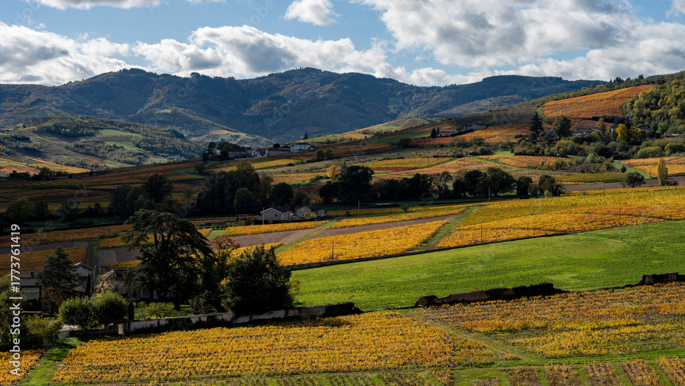 Obraz premium Paysage du vignoble du Beaujolais dans le département du Rhône à l'automne autour du village de Odenas