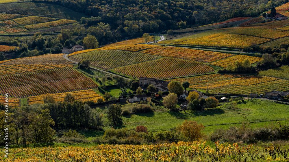 Naklejka premium Paysage du vignoble du Beaujolais dans le département du Rhône à l'automne autour du Mont Brouilly