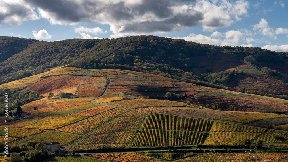 Fototapeta Paysage du vignoble du Beaujolais dans le département du Rhône à l'automne autour du Mont Brouilly