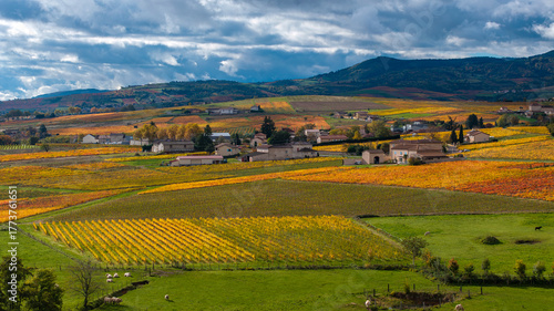 Paysage du vignoble du Beaujolais dans le département du Rhône à l'automne autour du village de Charentay