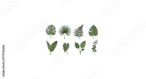 Collection of Various Leaf Types Monstera, Palm, Fern, and Eucalyptus, Botanical Illustration
