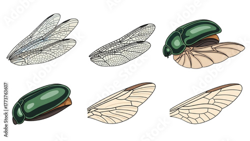 Insect Wing Anatomy Detailed Vector Illustration