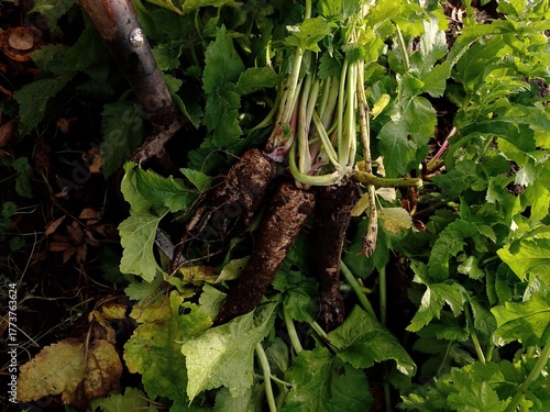 Close up of some freshly picked parsnips and a garden fork in a home garden in October.