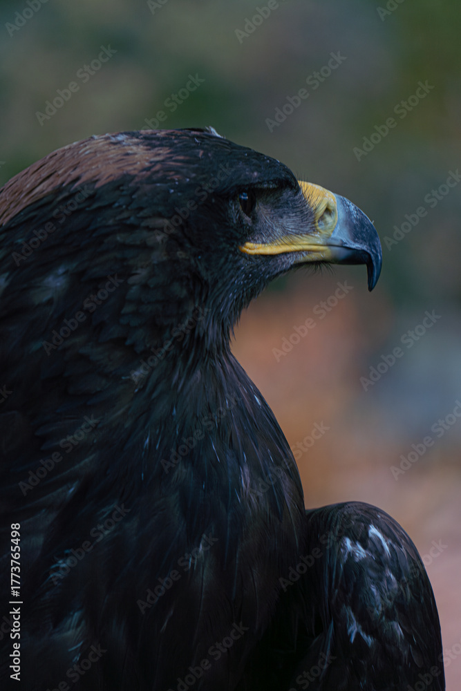 Fototapeta premium Eagle Profile in Moody Light