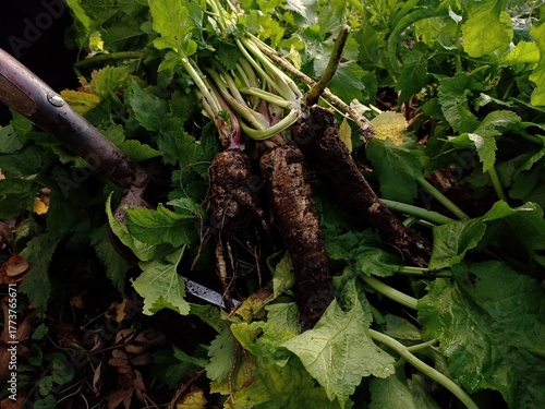 Close up of some freshly picked parsnips and a garden fork in a home garden in October.