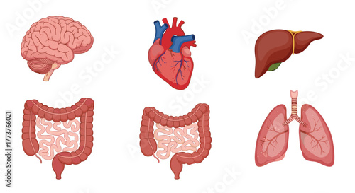 Illustrations of various human internal organs including the brain liver lungs heart and intestines in a clean graphic style.