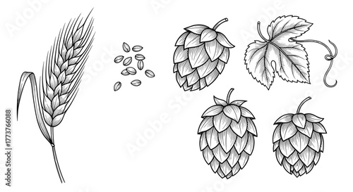 A detailed sketch of a wheat stalk surrounded by hop cones and leaves alongside scattered grains representing the essential ingredients for brewing beer.