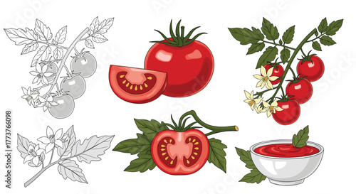 A collection of illustrative drawings showcasing ripe tomatoes along with their blooming branches and a bowl of tomato sauce.