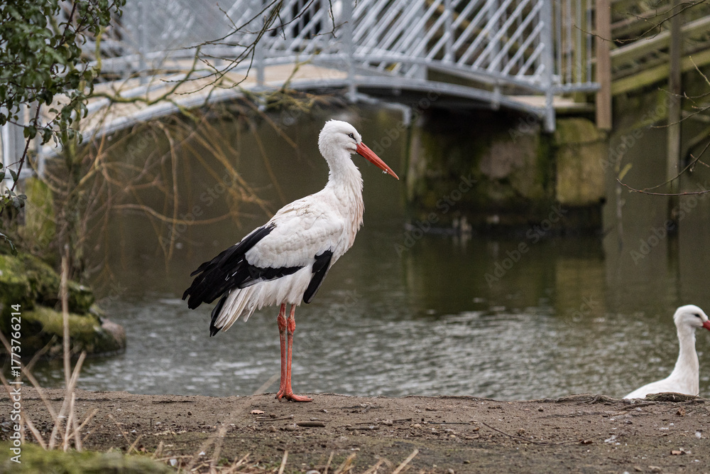 Fototapeta premium Stork Paused Near Flowing Stream