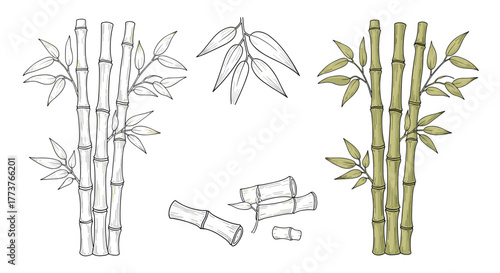 A collection of various artistic illustrations depicting bamboo stalks leaves and segmented pieces in a simple line art style.