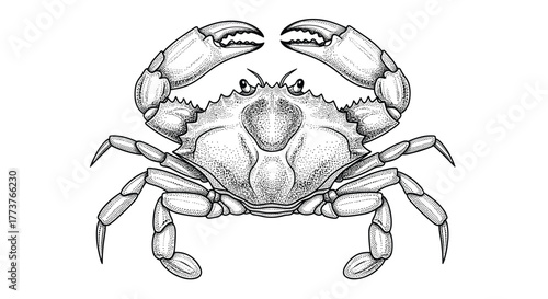 Detailed line drawing of a spiny crab with its claws raised defensively against a stark white background.
