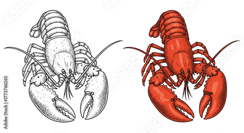 A detailed illustration of a red lobster shown next to its black and white outline for comparison.