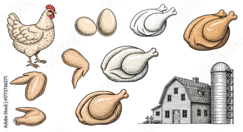A collection of farm fresh chicken illustrations including a hen eggs and prepared chicken dishes and a farm house and silo.