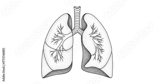 An intricate black and white sketch illustrates the human respiratory system showcasing both lungs and trachea in detail.