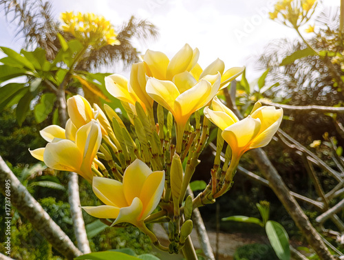 Yellow frangipani flower blooming with soft light