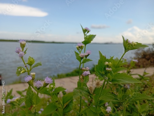 Delicate purple wildflowers bloom vibrantly along a serene waterfront, inviting a sense of peaceful natural beauty and outdoor tranquility.