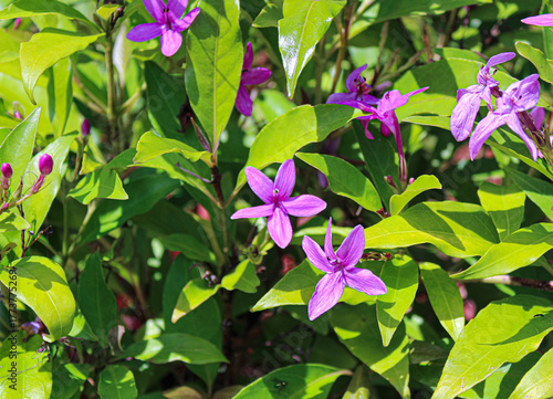 Purple Garden Flowers