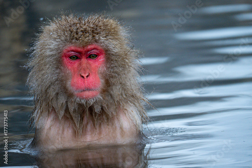 Photography Angry Looking Japanese Snow Monkey in Hot Spring