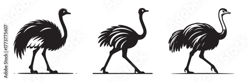 Three Ostrich Silhouettes Walking In A Row On White Background.