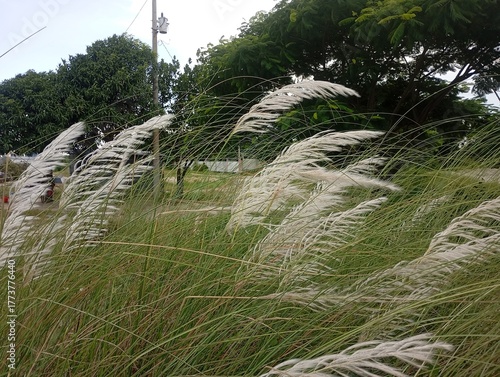 Graceful white pampas grass plumes dance in the gentle breeze, creating a serene natural landscape with lush green foliage and distant trees.