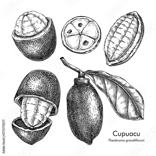 Cupuacu - tropical plant sketch. Super fruit hand drawn vector illustration. Amazonian food drawing. NOT AI generated