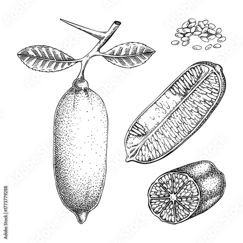 Finger lime - citrus plant sketch. Super fruit hand drawn vector illustration. Healthy food drawings. NOT AI generated