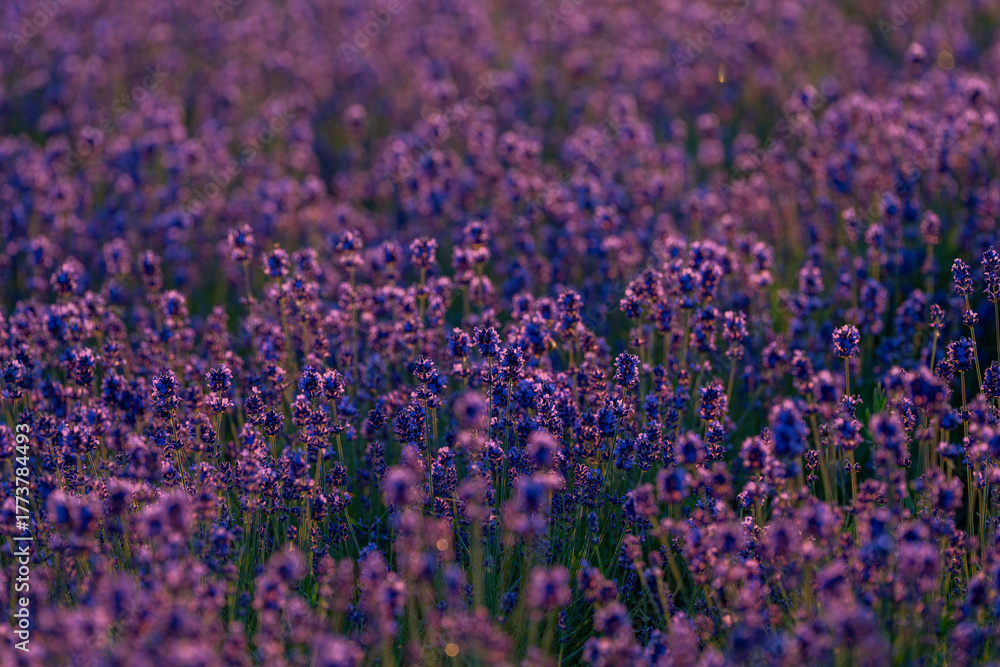 Fototapeta premium 北海道 ラベンダー 札幌 朝日 紫 夏 日の出