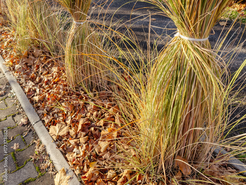 Decorative ornamental grasses tied together in a natural outdoor setting, autumn garden scene with tall dry grass plants and soft sunlight