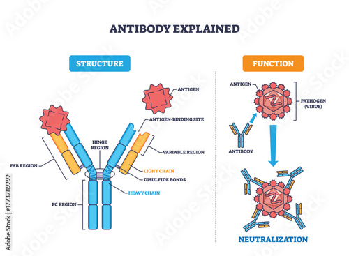 Antibody explained, Y-shaped protein binds antigen to neutralize a virus, showing structure and binding sites. Key objects, antibody, antigen, pathogen. Outline diagram