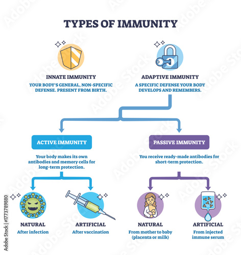 Types of immunity brief diagram comparing innate and adaptive pathways into active and passive, shield, lock, syringe highlight defenses and vaccination concept. Outline diagram