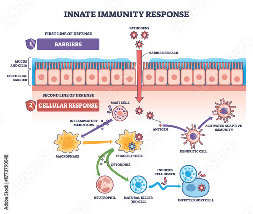 Innate immunity response diagram showing epithelial barrier breach, macrophage phagocytosis, and dendritic cell signaling to adaptive defense. Outline diagram