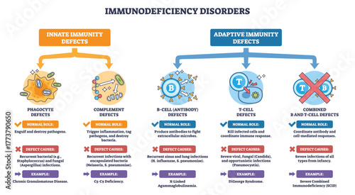 Immunodeficiency disorders outline showing innate vs adaptive defects, key icons, B-cell, T-cell, phagocyte. Explains roles and causes across categories. Outline diagram