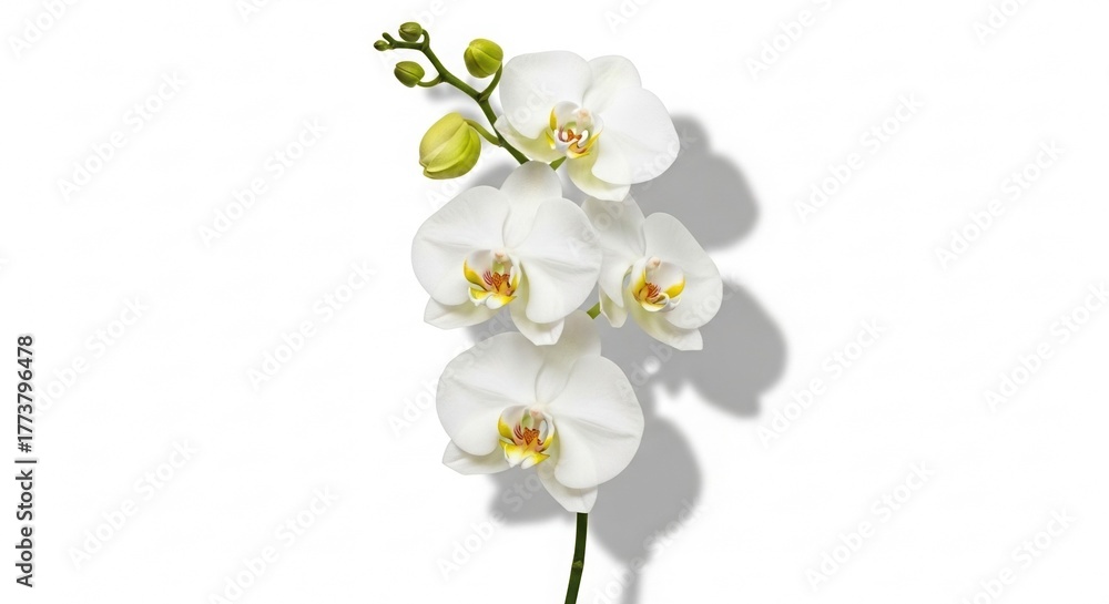 Obraz premium Elegant White Orchid Stem with Shadow on White Background Studio Shot.