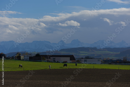 Several horses and donkeys graze in a green pasture next to a farm and residential buildings with snow-capped mountains in the background under a cloudy sky.
