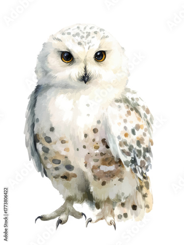 snowy owl isolated on white