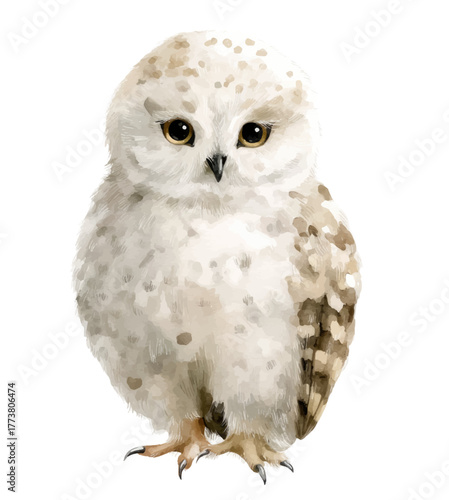 great grey owl isolated